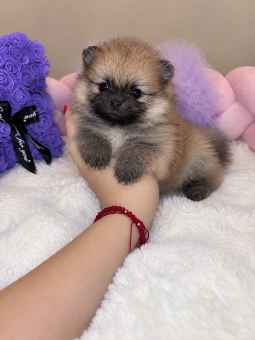 Suczka mini szpic miniaturowy pomeranian Orange Sable badania DNA !