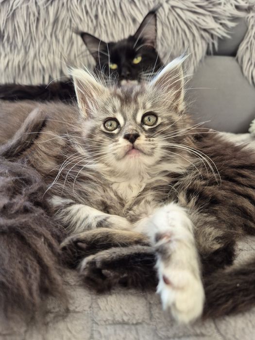 Piękna kotka Maine coon