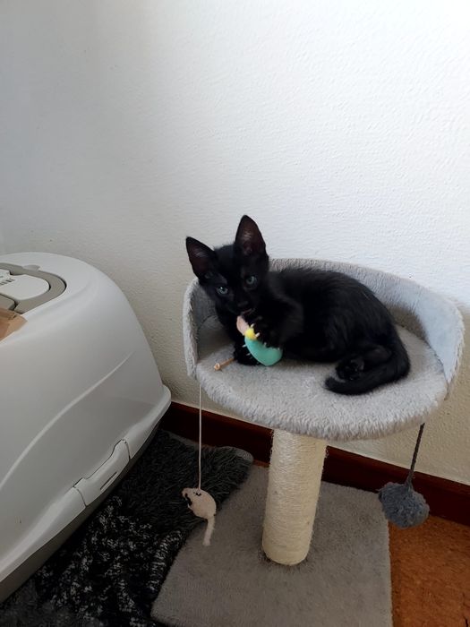 Gatinho bebé para adoção, 2 meses