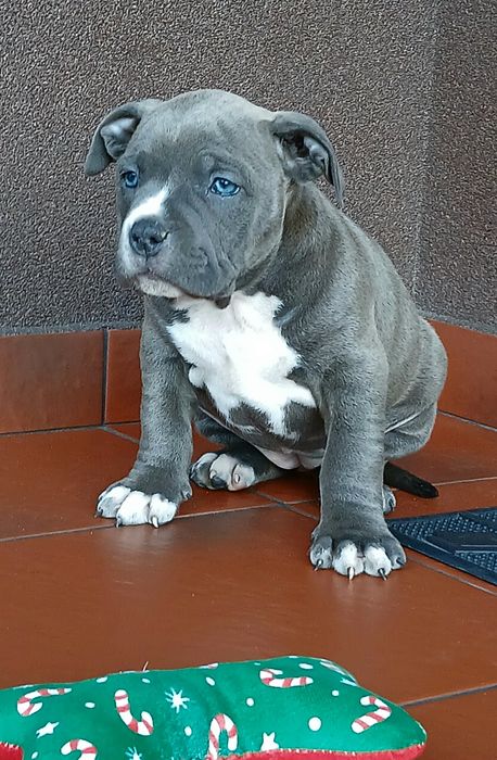 ##Mocna suczka Amstaff ##