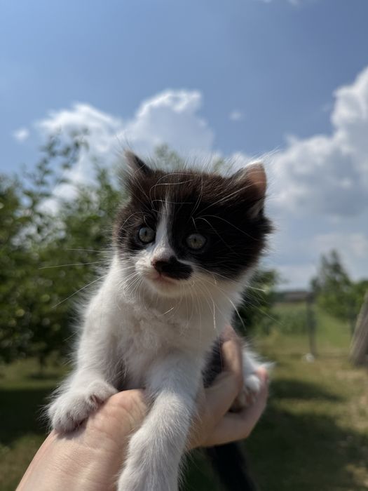 Кошенята в добрі руки