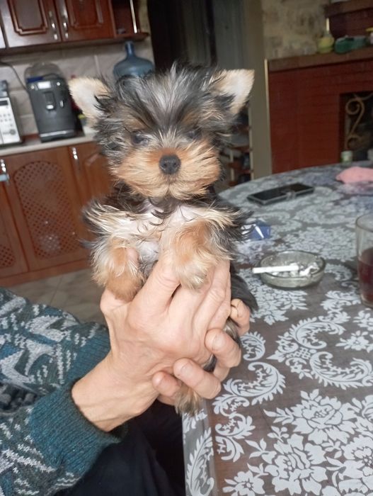 Хлопчик і дівчинка манюні