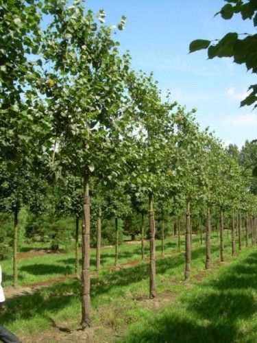 Palmety z lip Grab formowany klon lipa brzoza duże drzewa Liściaste