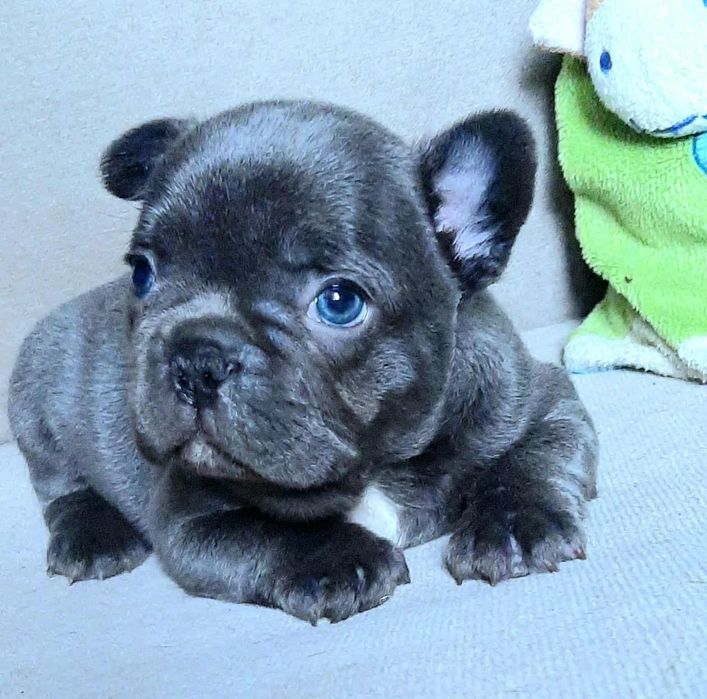 Buldog francuski chlopak