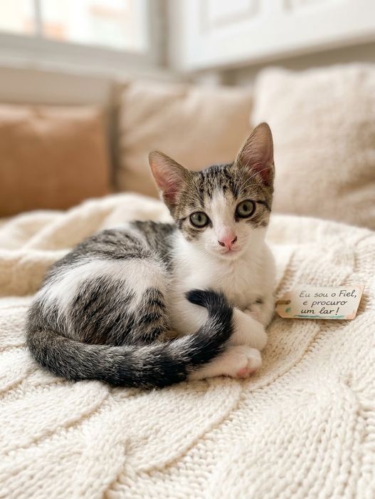 Gatinhos bebés com esterilização gratuita para adoção
