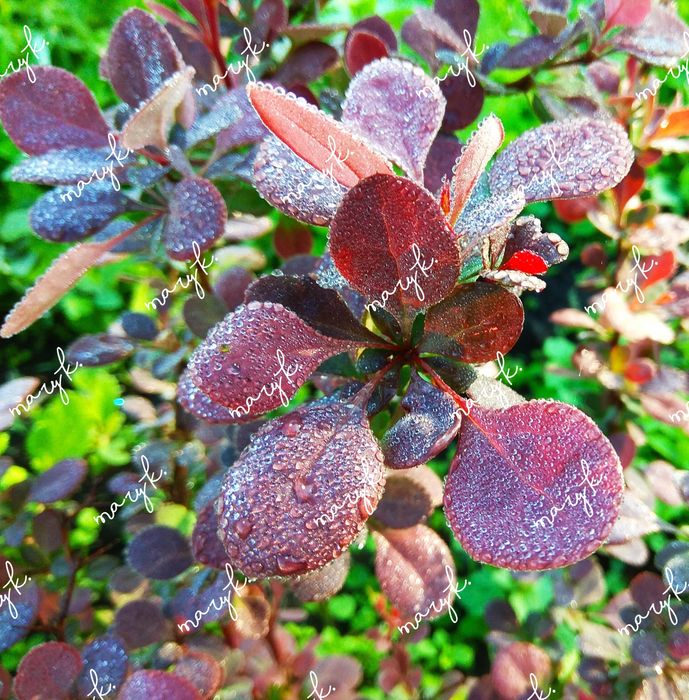 Сумах. Клематис. Бересклет. Лилии. Ирисы. Спирея. Тюльпаны.