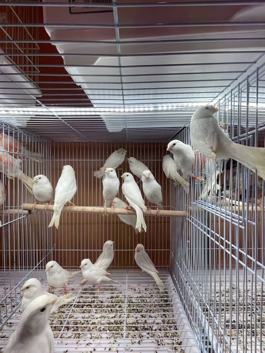 Canarios Arlequim Português, vermelhos intensos etc