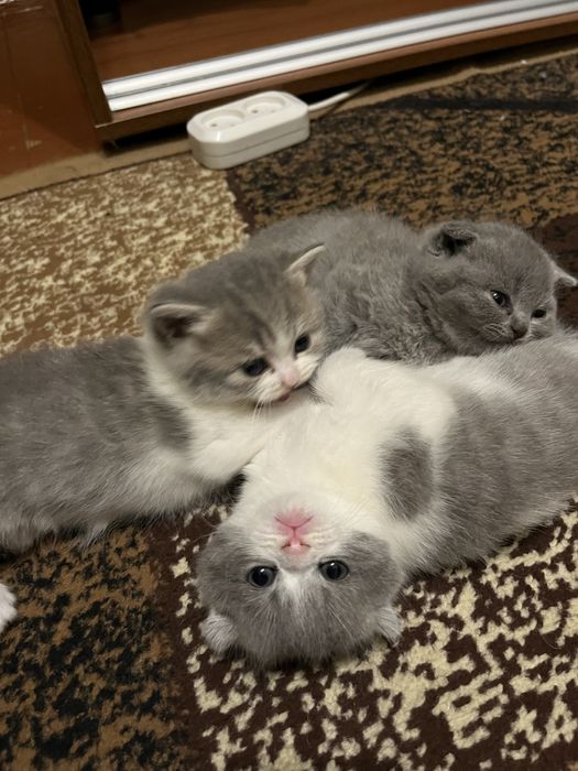 Продам котят британцев