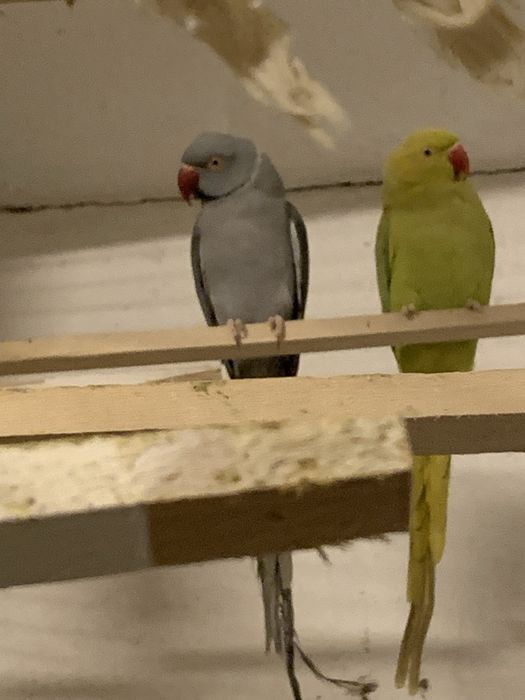 Casal de ring necks