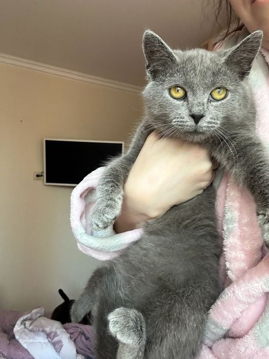 Кошеня в хороші руки