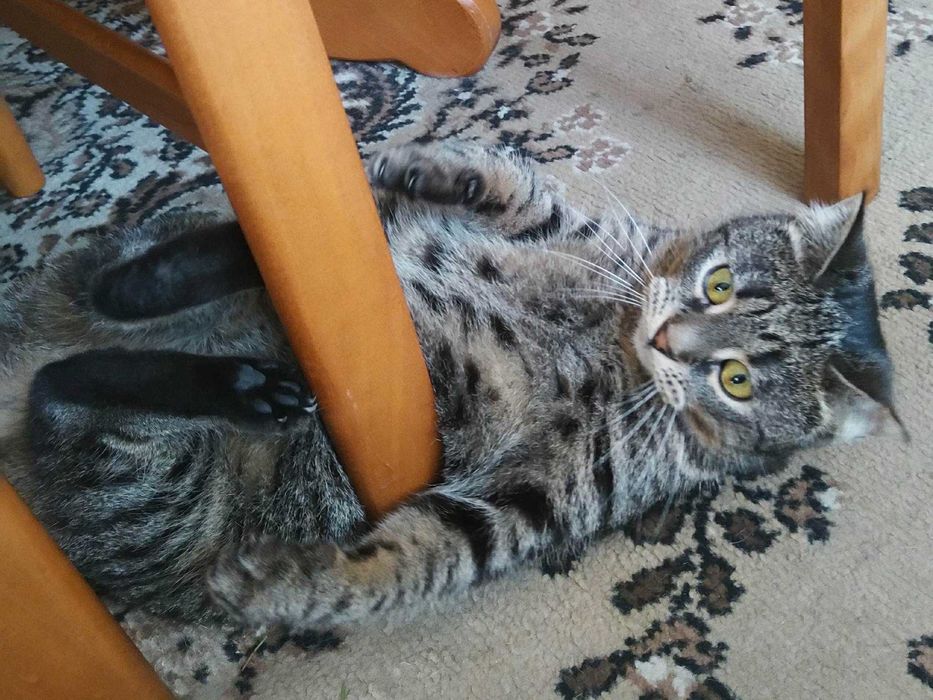 Do adopcji piękne kociaki