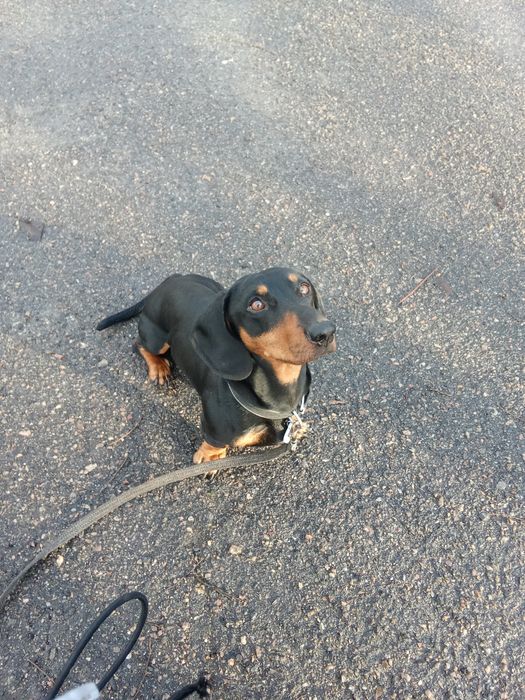 Кобель таксы,отдам срочно