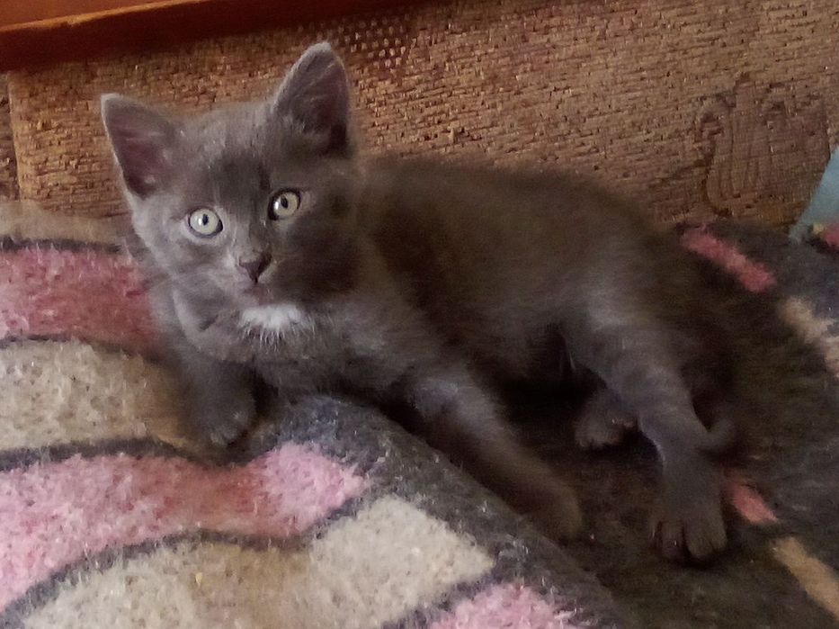 Котик у добрі руки