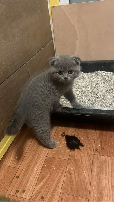Scottish fold de boa linhagem