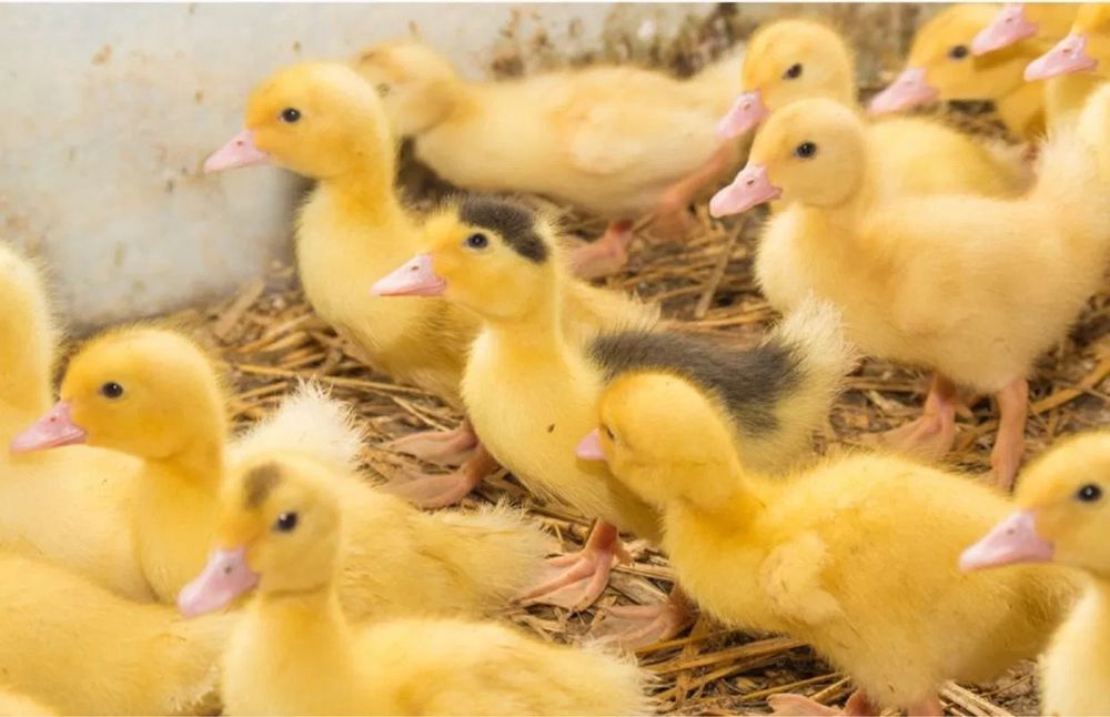 Веземо качки мулатки