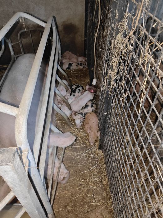 PORCOS Pietra para VENDA