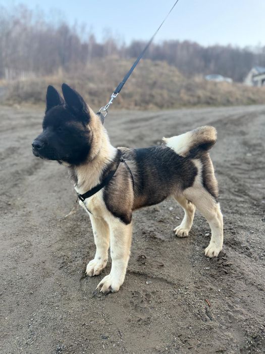 Akita Amerykańska FCI - szczenię z metryką / Rodzice z rodowodami FCI