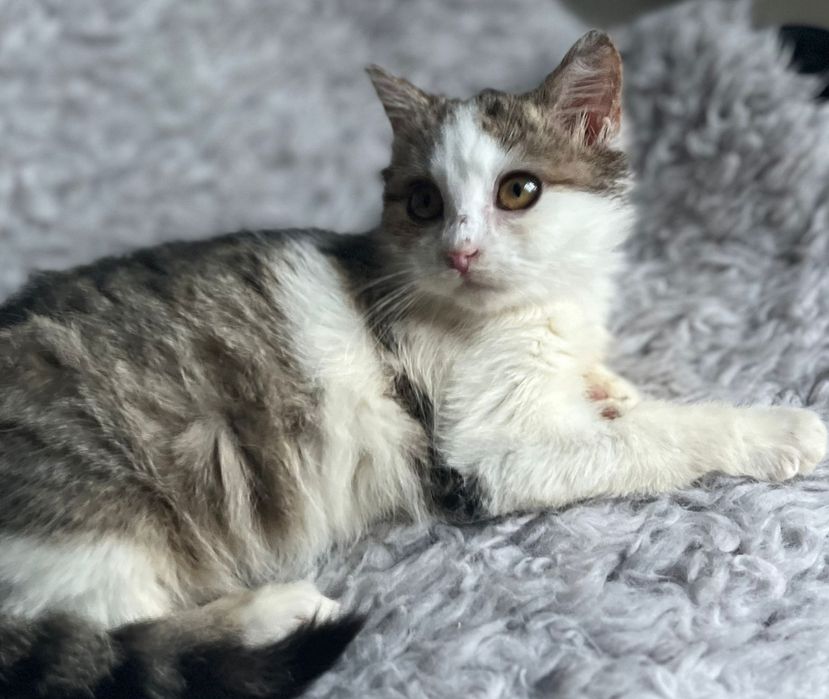 Przekochana Suszi błaga o dom..