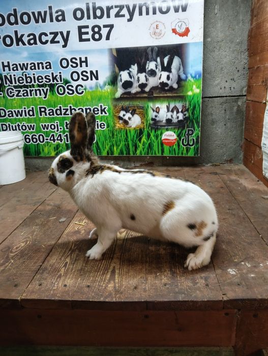 Srokacz reński ,samiec samice królik króliki