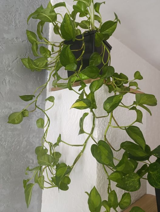 Продам кімнатні квіти