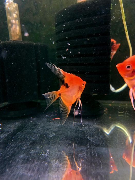 Skalar red devil/czerwone