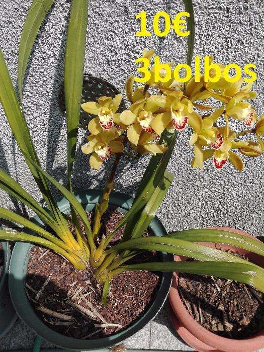 Orquídeas de propagação particular