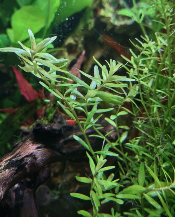 Sprzedam rotale z przycinki