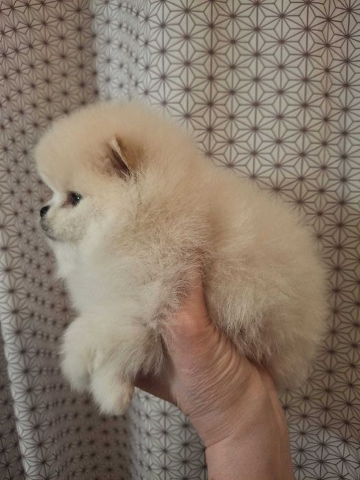 Spitz Alemão Anão Beje (Lulu da Pomerânia)