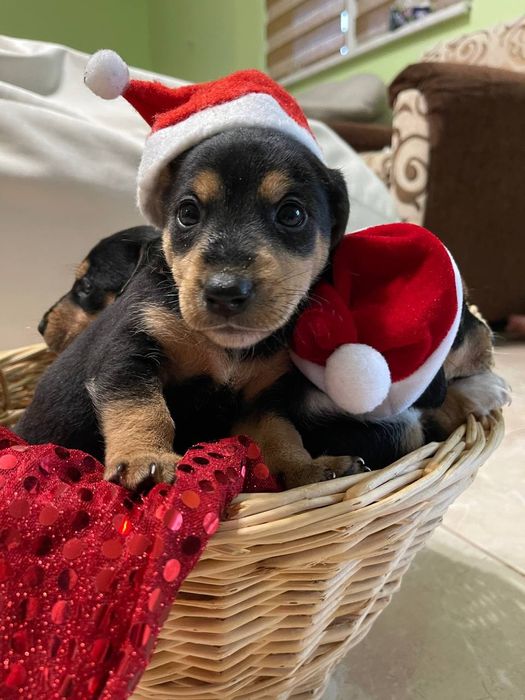 Такса / фокстер'єр