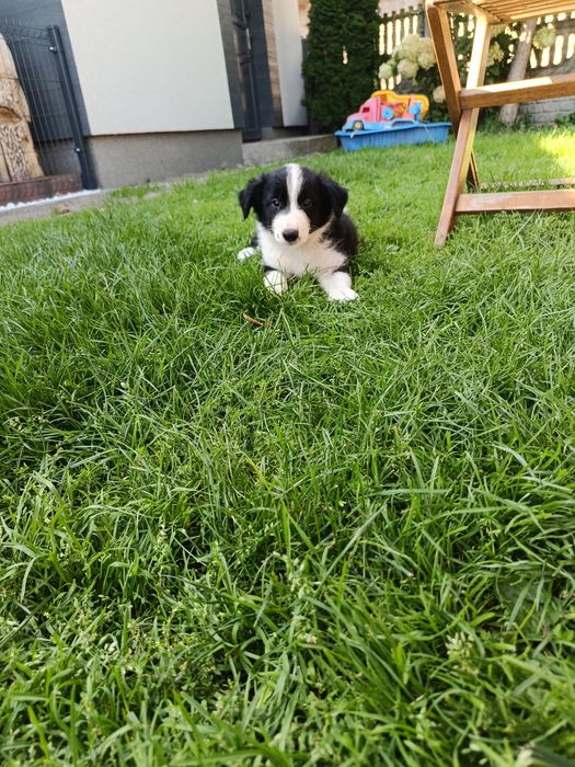 Border collie suczka
