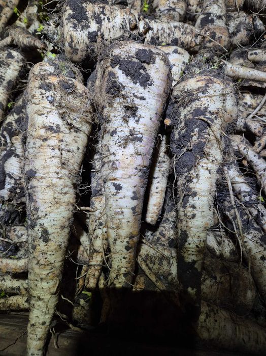 Pietruszka gruba 20kg