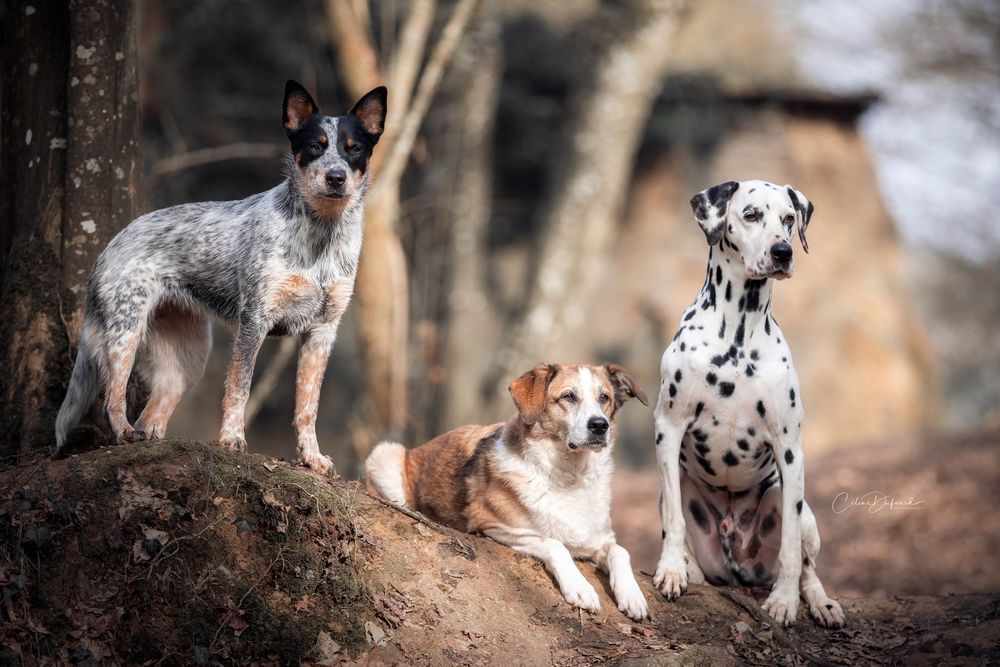 Dog-Training - Escola de cães de Caldas da Rainha e da Região Oeste