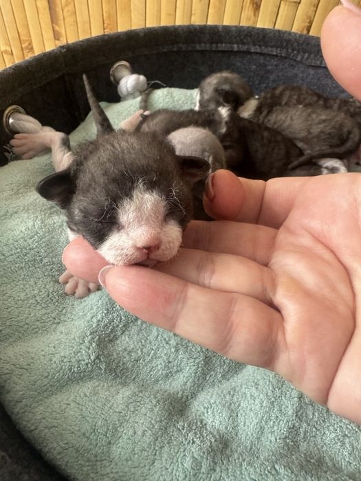 Девон-рекс кошенята - різні забарвлення з документами