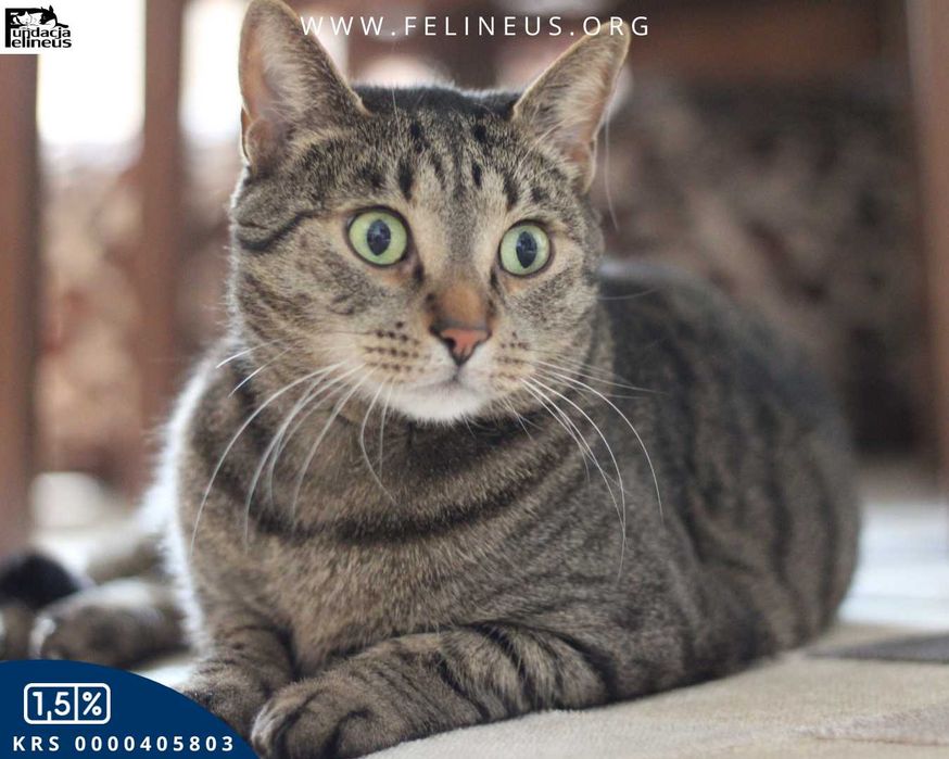 Dorosły burasek szuka spokojnego domu