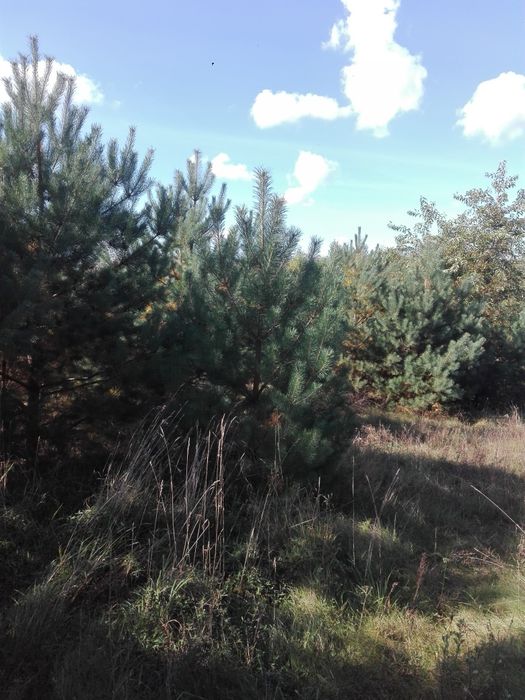 Oddam za darmo drzewa do wycinki
