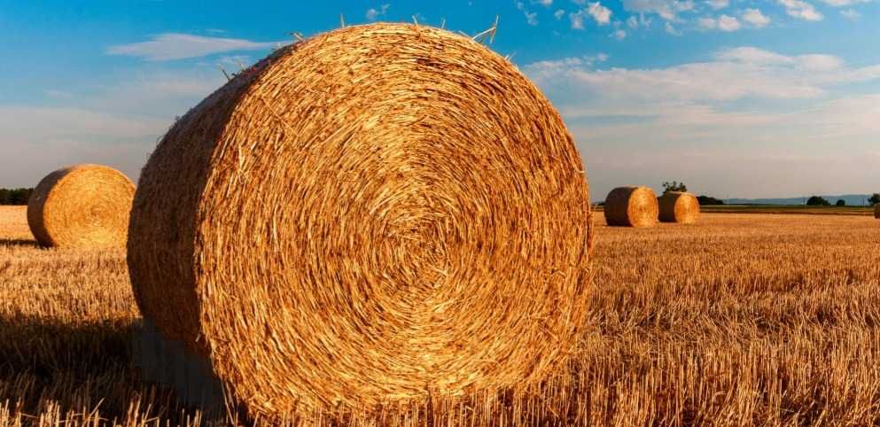 Słoma żytnia z pod dachu po prasie pasowej kuhn