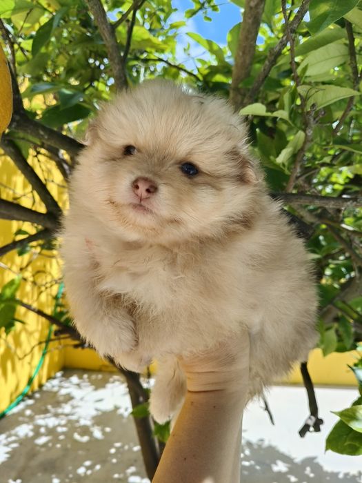 Spitz alemão menino Red Merle