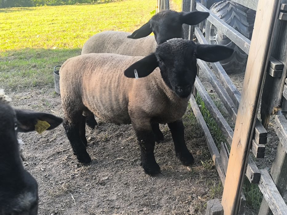 Borregos suffolks