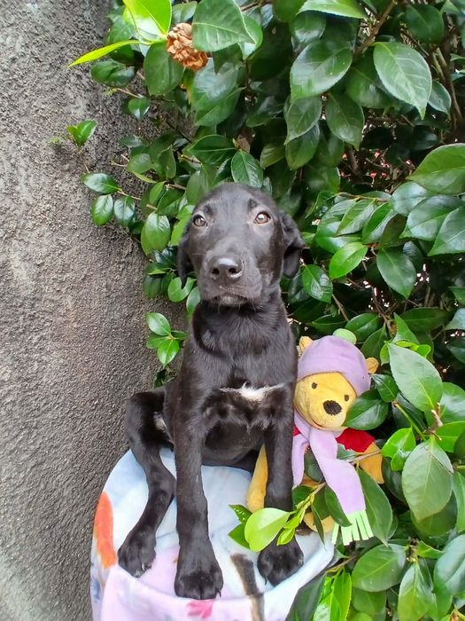 Zoey para adoção muito responsável