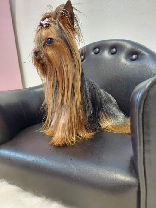 Gotowa do odbioru! Piękna dama Yorkshire terrier black and tan