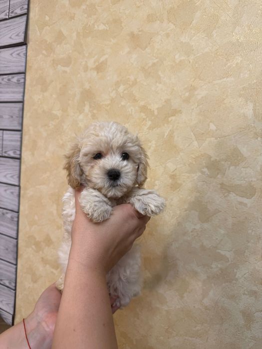 Мальтипу міні цуценята