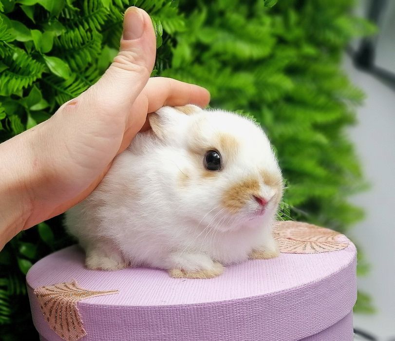Карликовые мини кролики,міні кроленята, крольчата, цветной карлик