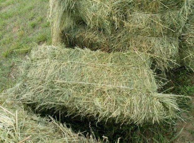 Сіно в тюках 2026
