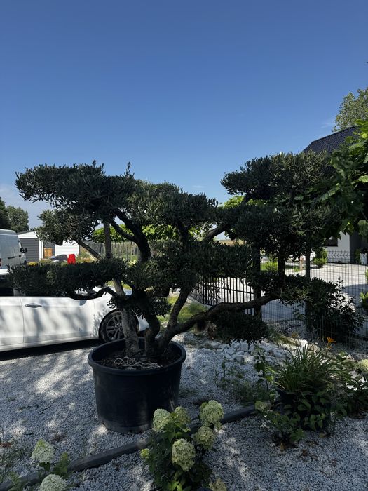 Drzewo oliwne bonsai