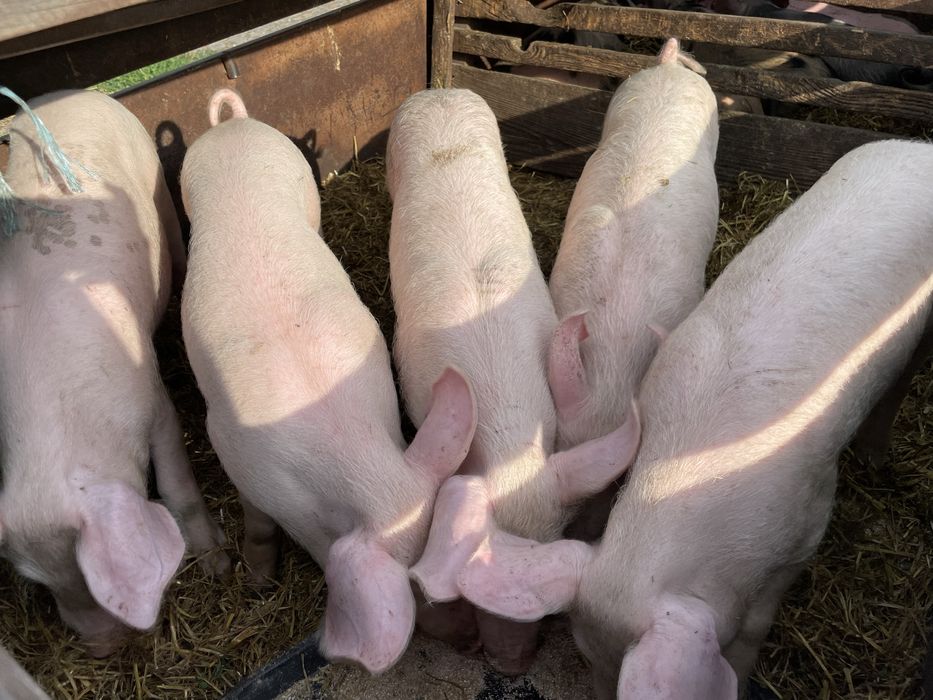 Продам поросят