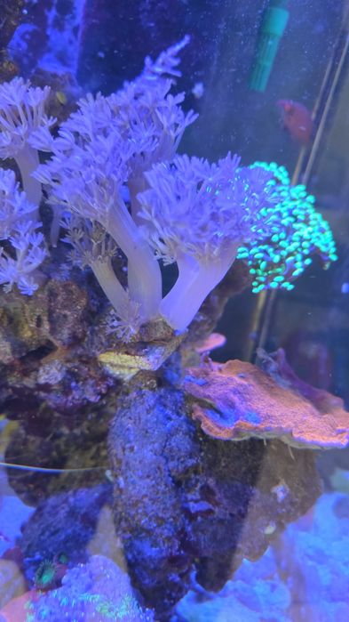 Pack Corais Marinhos Fáceis – Zoanthus, GSP, Xenia, Mushroom e Palythoa