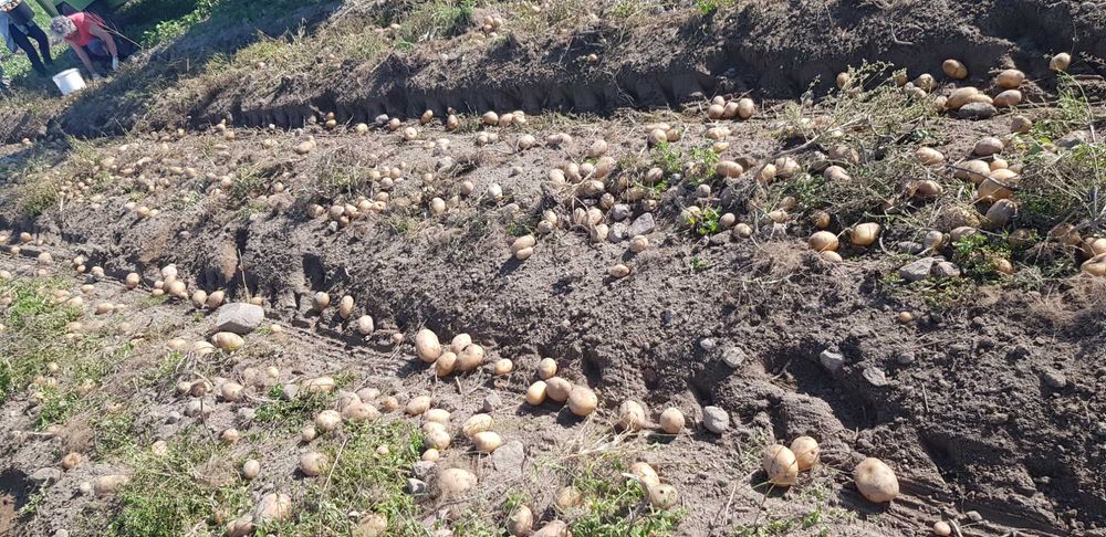 Ziemniaki bez oprysków Soraya Jurek i Gwiazdy 18 zł/15kg