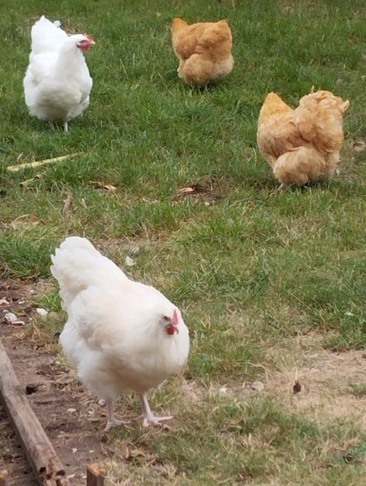 Orpington, ovos Férteis