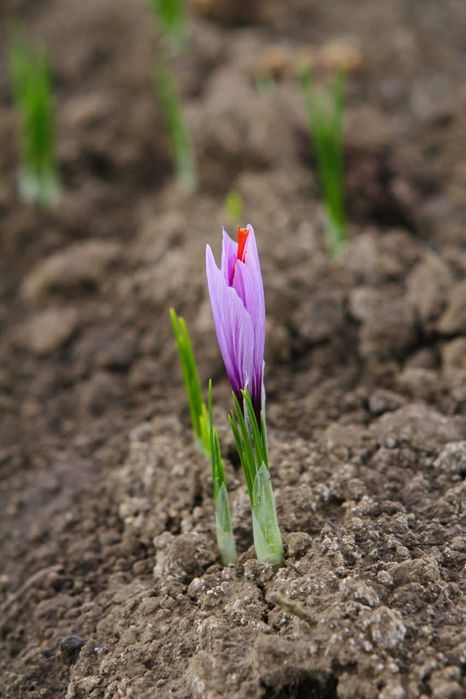 Шафран цибулини (насіння) Crocus Sativus
