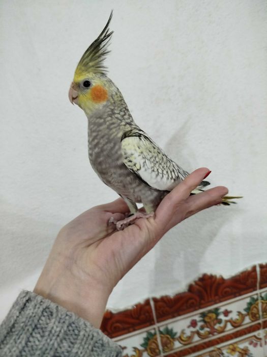 Caturras criadas á mão domesticadas